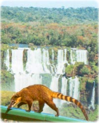 Quati - Iguaçu National Park