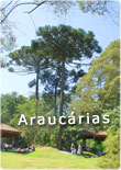 Araucarias